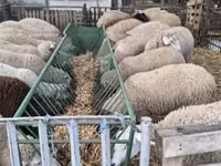 نعجة, Ile-de-France sheep — الصورة 3