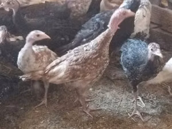 Turkeys