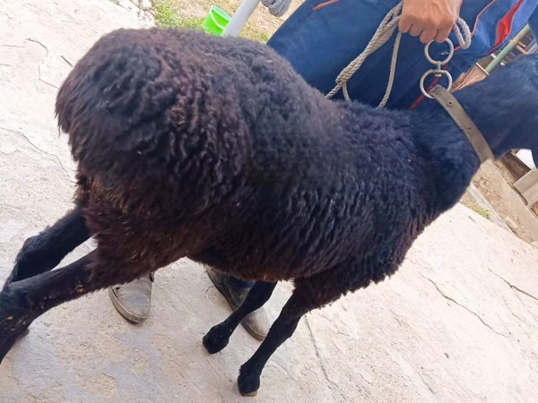 Bélier, Hissar sheep