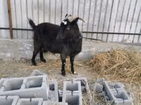 Dişi keçi, Czech Brown Shorthaired goats — foto 1