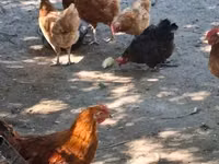 Chickens — foto 6