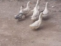 Ducks — foto 1