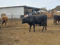 Bull, Russian Black pied cattle — photo 2