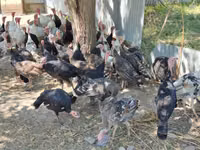 Turkeys — photo 4