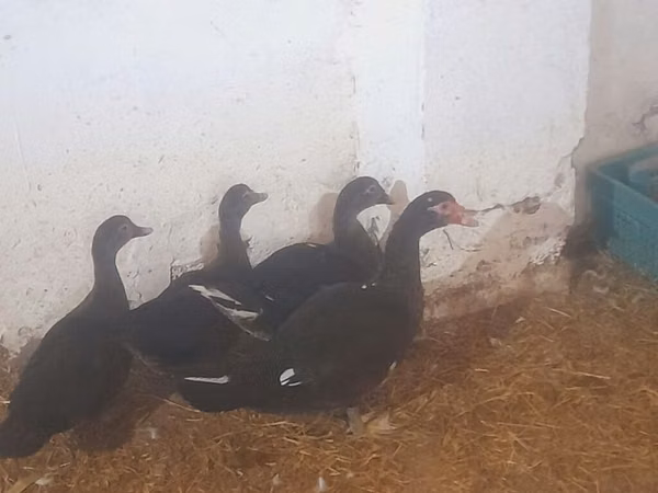 Ducks — Azerbejdżan