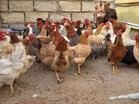 Chickens — zdjęcie 8