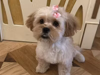 Maltipu – 2 yaş, peyvəndləri olunub. - Cins: Maltipoo (Maltese x — foto 1