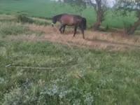 Kůň, Koně — foto 2