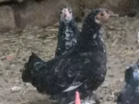 Japanisches Bantam — Foto 8