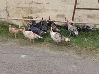 Turkeys — الصورة 2