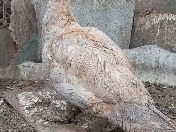 Ducks