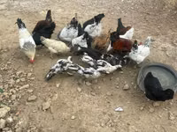 Chickens — Foto 2