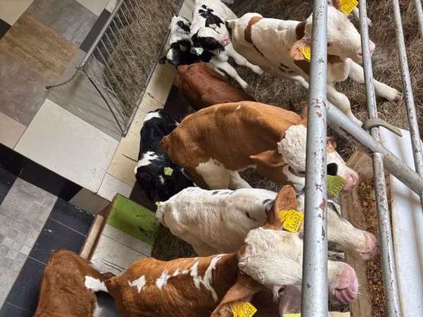 Taureau, Simmental cattle