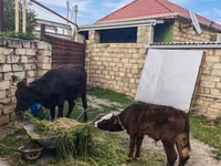 İnek, Simmental cattle — foto 6