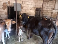 Krava, Simmental cattle — foto 7