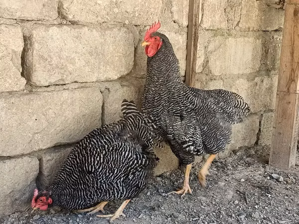 Poule slovène barrée