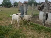 ვერძი, Merino sheep — ფოტო 2