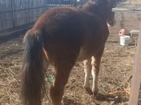 Hengst, Kazakh horse — Foto 1