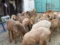 Dişi keçi, Keçilər — foto 1