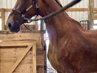 Kobyła, Dutch warmblood horse — zdjęcie 4