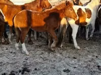 خيول (دفعة، الجنس غير محدد), الخيول — الصورة 1
