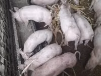 Świnie (partia, płeć nieokreślona) — zdjęcie 1