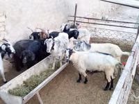 Cabra, Cabras — foto 1