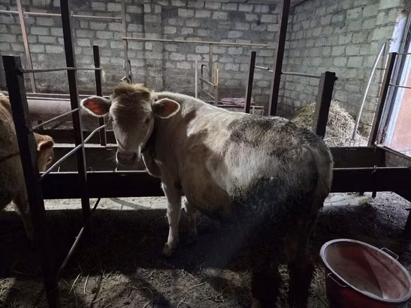 公牛, Red-spotted breed