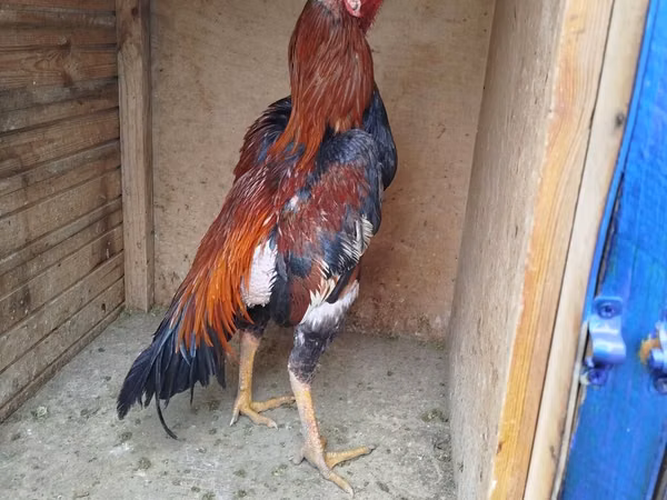 Chickens — Azerbaïdjan