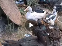 Ducks — Foto 1