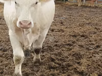 Cow, Charolais cattle — photo 2