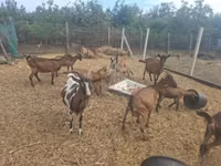 ஆண் வெள்ளாடு, வெள்ளாடுகள் — புகைப்படம் 7