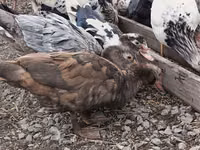 pato criollo doméstico — foto 5