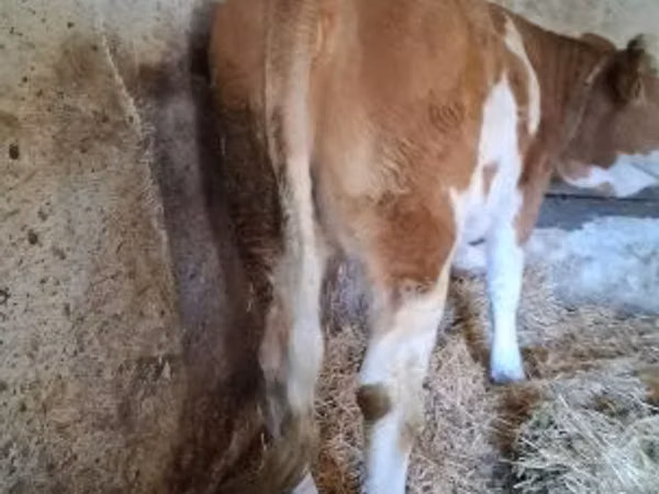Vache, Simmental cattle