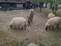 Ovelha, Racka sheep — foto 1