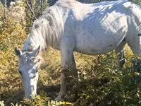 母马, Horses — 照片 2
