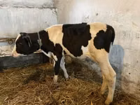 Bull, Holstein breed — photo 2
