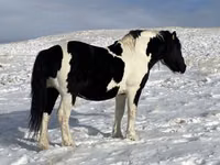 Aygʻir, Mugalzhar horse — 1-rasm