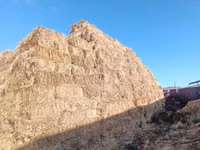 İnek, Sığır — foto 8