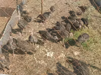 Turkeys — foto 2