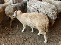 Ovelha, Ovelhas — foto 4