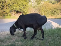 Beran, Red Karaman sheep — foto 1