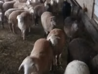Sheep (batch, sex not specified), Sheep — photo 2