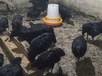 Chickens — zdjęcie 3