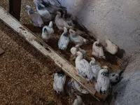 Chickens — Foto 2