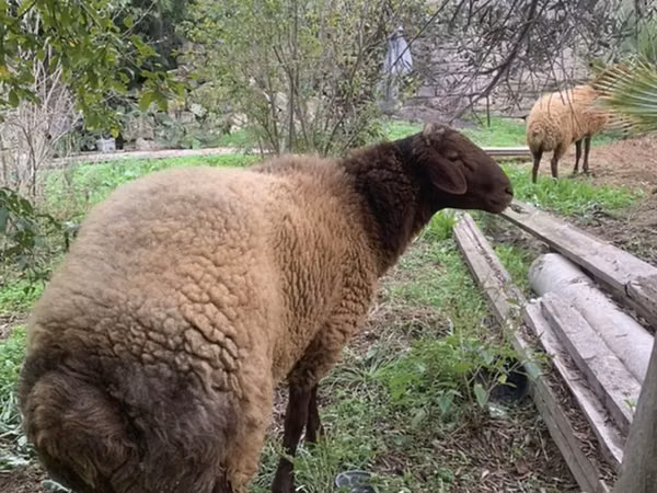 公羊, Sheep
