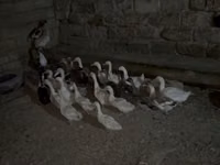 Geese — 3-rasm