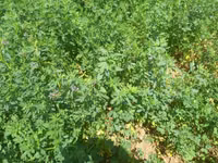 Hal hazirda Yonca (Medicago sativa) becerilib 3 hektar torpaq sahəsi — foto 4