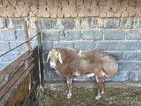 Bélier, Moutons — photo 1