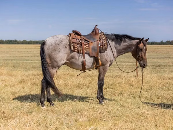 ცხენი, Quarter Horse